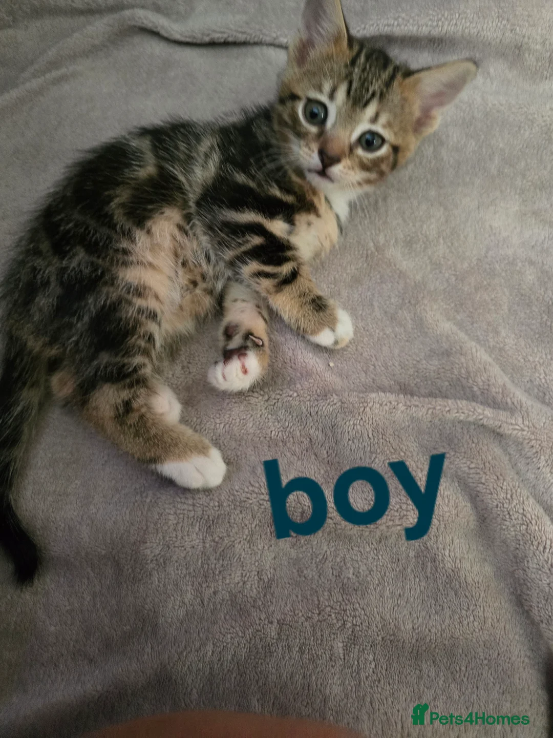 Bengal cats for sale: Beautiful Bengal X Kittens - Advert 2