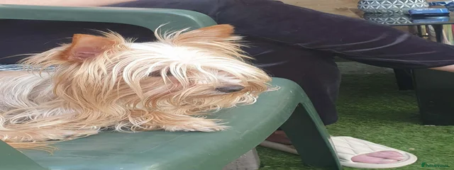 Ginger