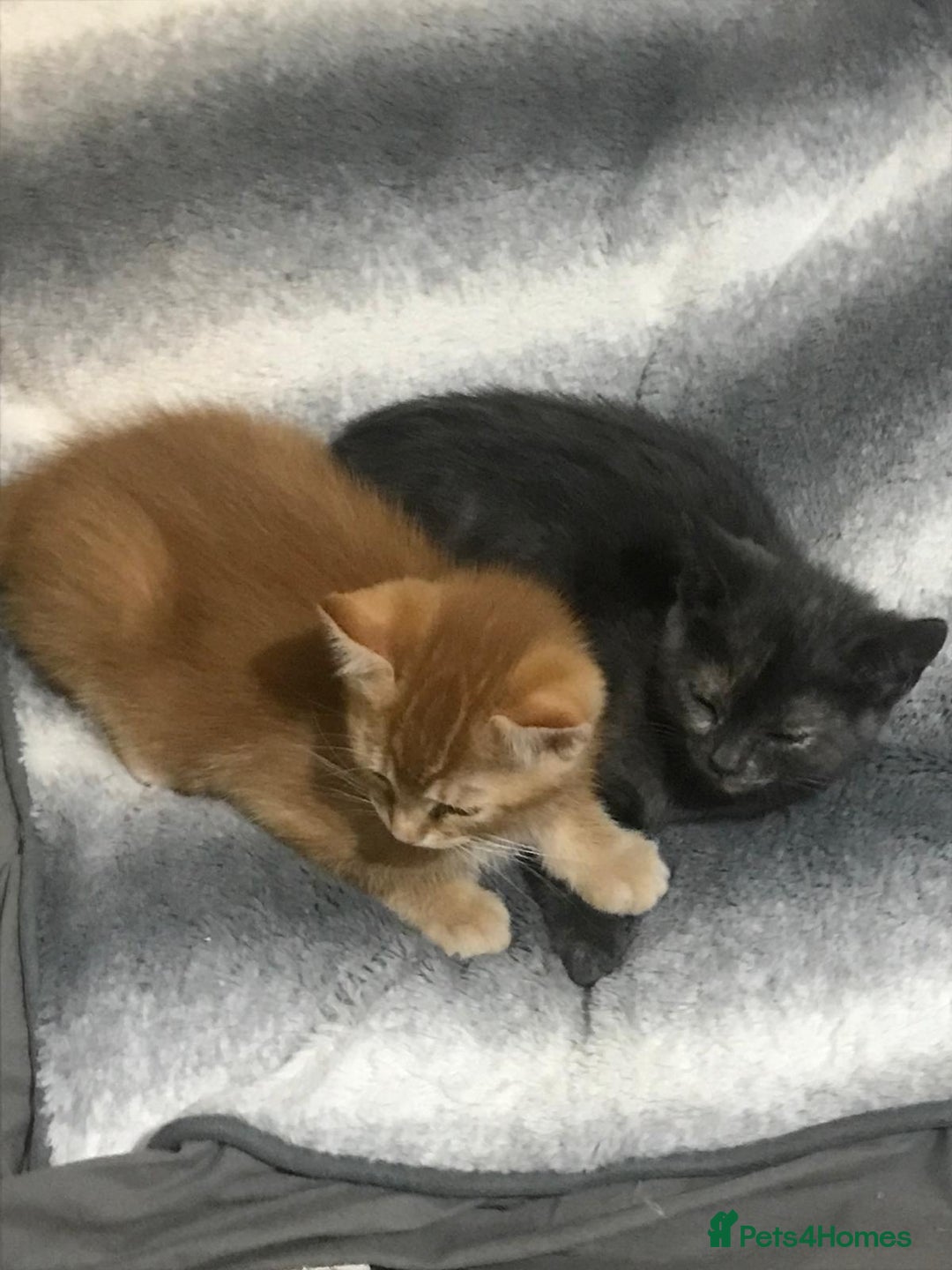 Mixed Breed cats for sale: 5 beautiful 11week old kittens for sale - Advert 5