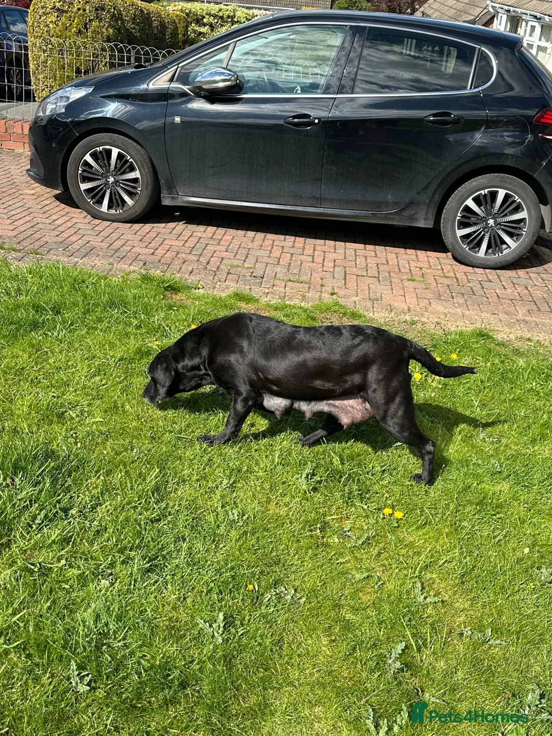 Labrador Retriever dogs for sale: Labrador puppies - Advert 1