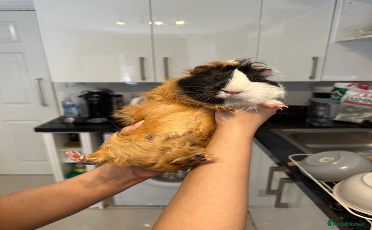 Guinea Pig rodents - Advert 6