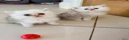 Persian cats for sale: Confidence silver tipped Persian kittens - Advert 8