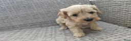 Cockapoo dogs for sale: Teddy cockapoo - Advert 22