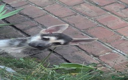 Shepsky dogs for sale: 2 beautiful Shepski puppies for sale  - Image 6