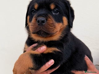 Rottweiler dogs BEAUTIFUL FEMALE ROTTWEILER PUPPIES FULL KC - Advert 3