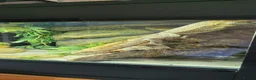 Bearded Dragon reptiles for sale: Bearded Dragon and Complete Vivarium Setup in Yarm - Advert 17
