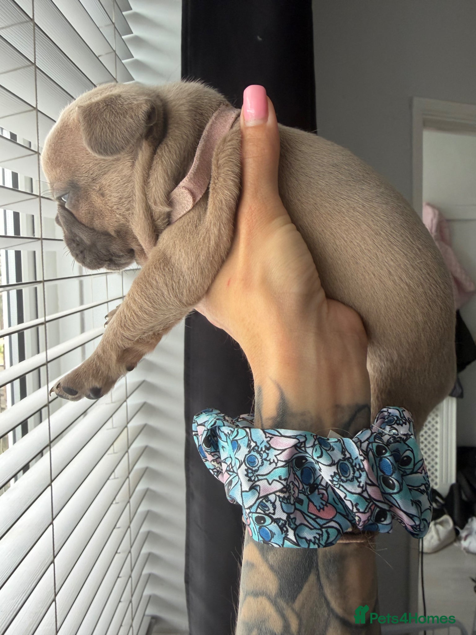 French Bulldog dogs for sale: 🐾 French Bulldog Puppies Available 🐾 in South Ockendon - Advert 9
