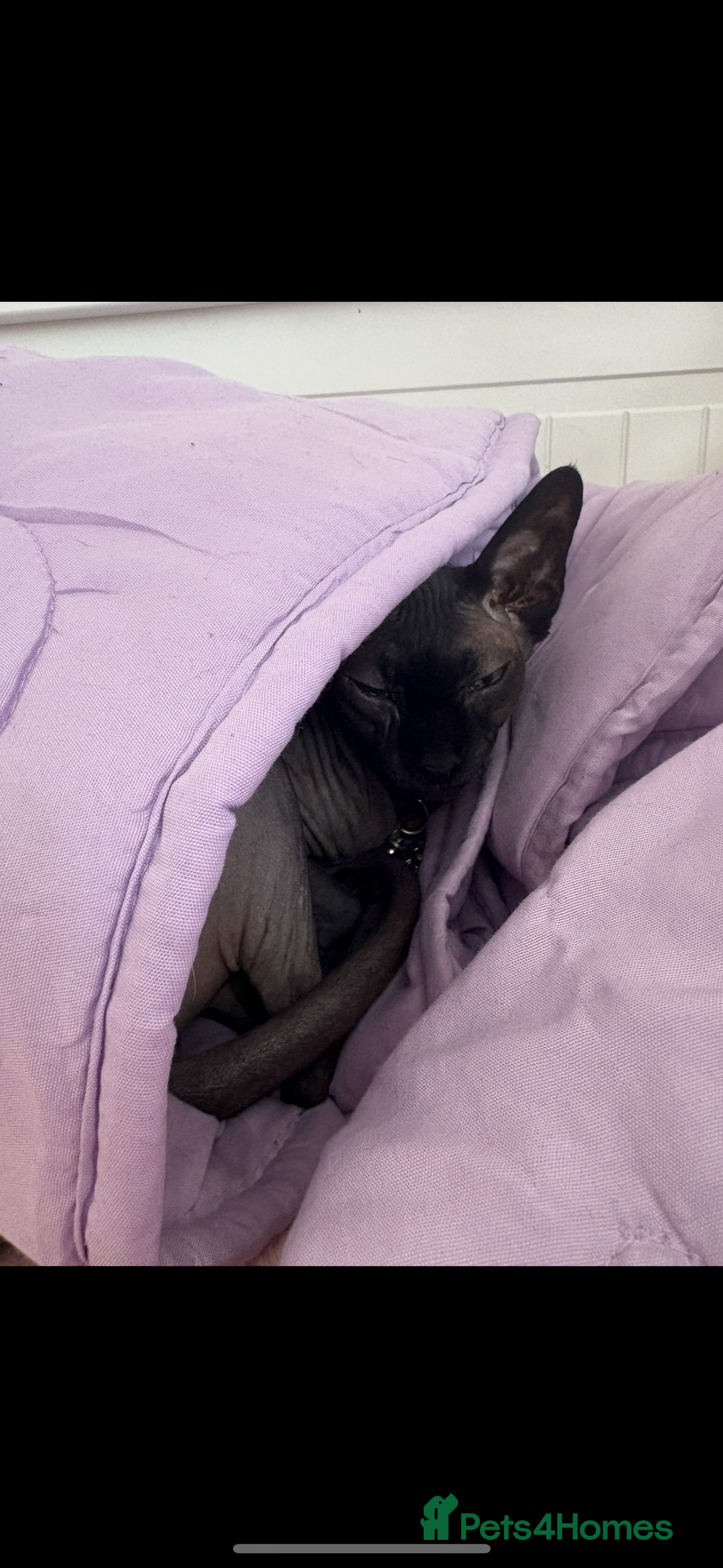 Sphynx cats for sale: Beautiful sweet spynx  - Advert 2