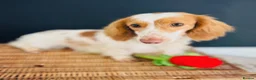 Miniature Dachshund dogs for stud: Dapple Piebald Stud 💫  - Advert 3