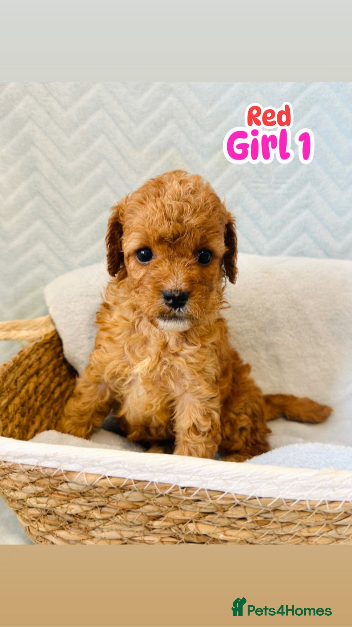 Cockapoo dogs cockapoo - Advert 1