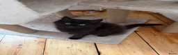 Mixed Breed cats for sale: Scotish fold mix kittens ready for there homes  - Advert 6