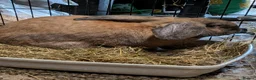 Continental Giant rabbits for sale: Bilbo in Glasgow - Advert 1
