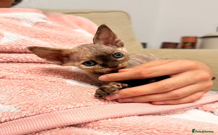 Devon Rex cats - Advert 1