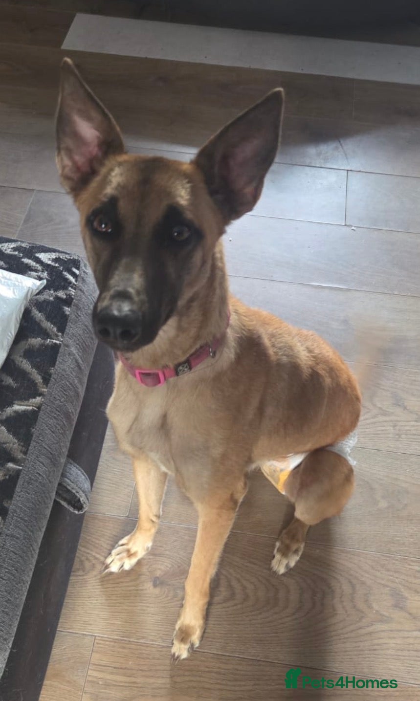 Mixed Breed dogs Ruby Looking For New Home - Advert 3