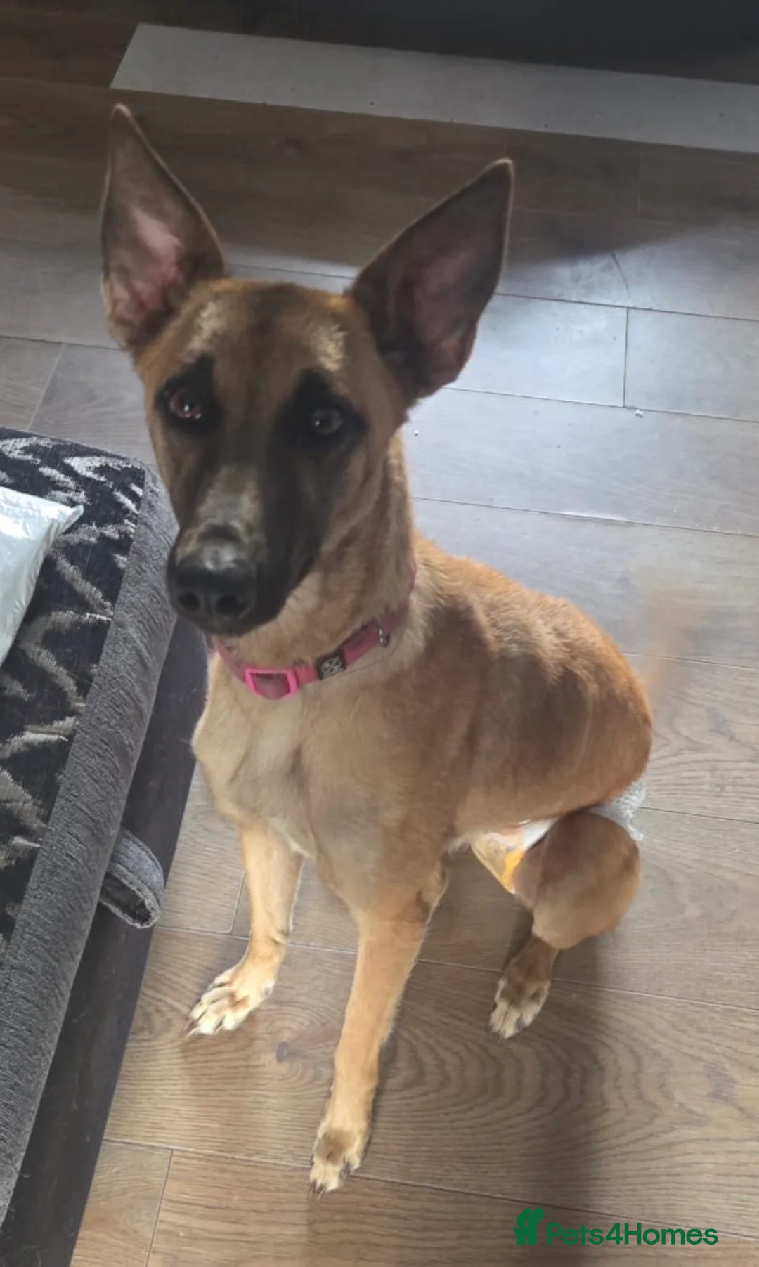 Mixed Breed dogs for sale: Ruby Looking For New Home - Advert 1