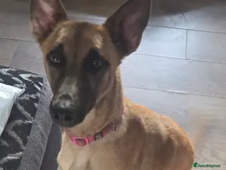 Mixed Breed dogs Ruby Looking For New Home - Advert 3