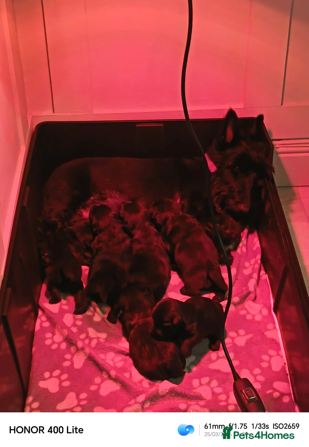 Scottish Terrier dogs for sale: KC registered Scottish terrier puppies  - Advert 2