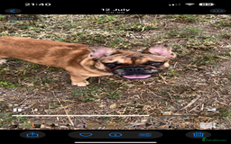 French Bulldog dogs for sale: Beautiful 9 month old girl . Very fit and healthy  - Image 3