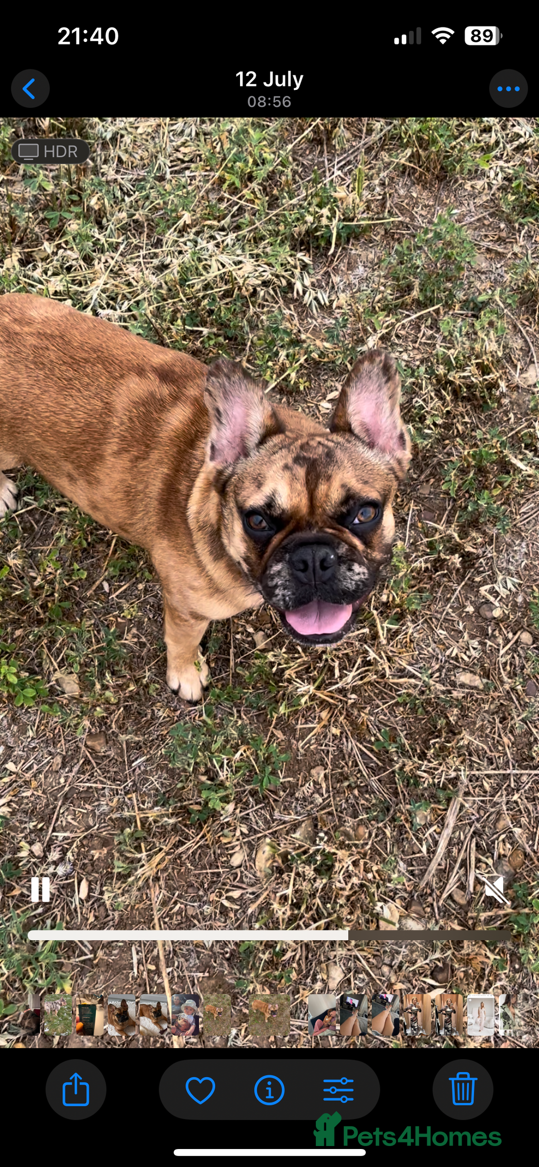 French Bulldog dogs for sale: Beautiful 9 month old girl . Very fit and healthy  - Image 3
