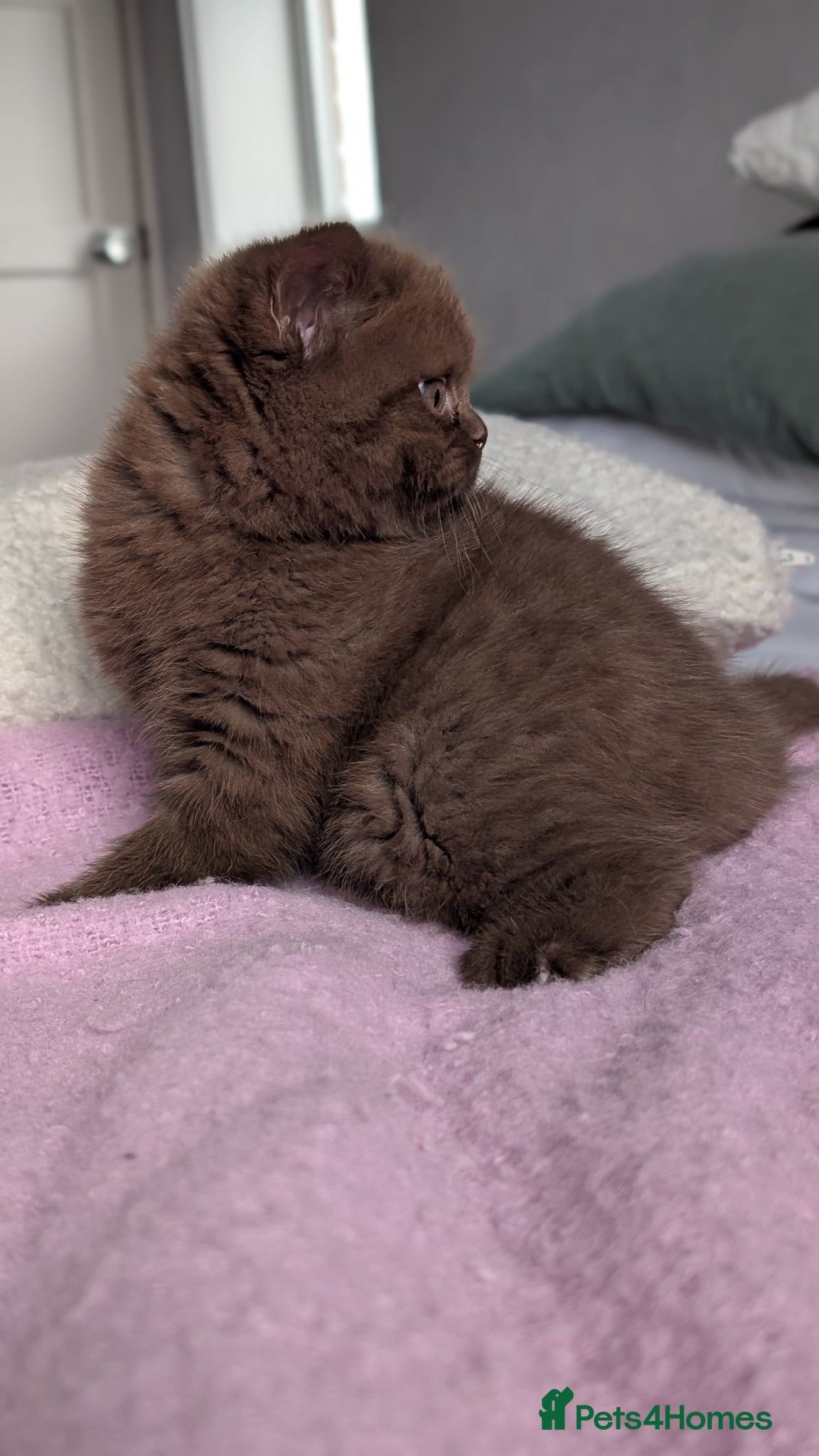 British Shorthair cats GCCF REGISTERED CHOCOLATE AND LILAC KITTENS - Advert 2