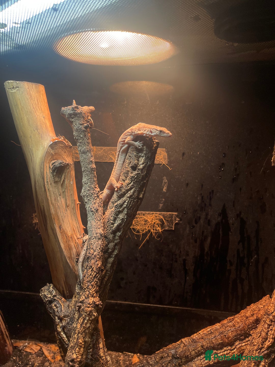 Monitor reptiles for sale: Black-Headed Monitors & Pigmy Mulga Monitors - Advert 5