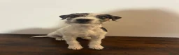 Parson Russell dogs for sale: KC reg male parsons terrier 5 1/2 months - Advert 4
