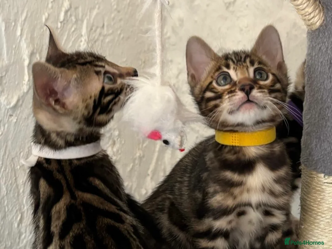 Bengal cats for sale: Beautiful Bengal babies  - Advert 5