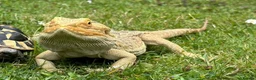 Bearded Dragon reptiles for sale: Bearded dragon with full set up  - Advert 1