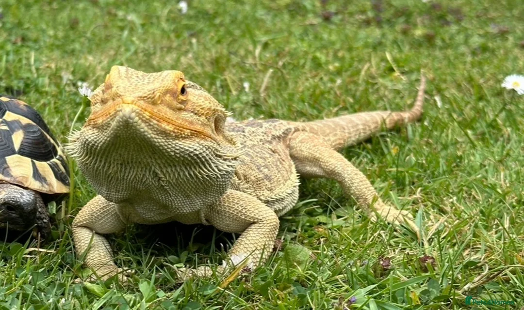 Bearded Dragon reptiles for sale: Bearded dragon with full set up  - Advert 1