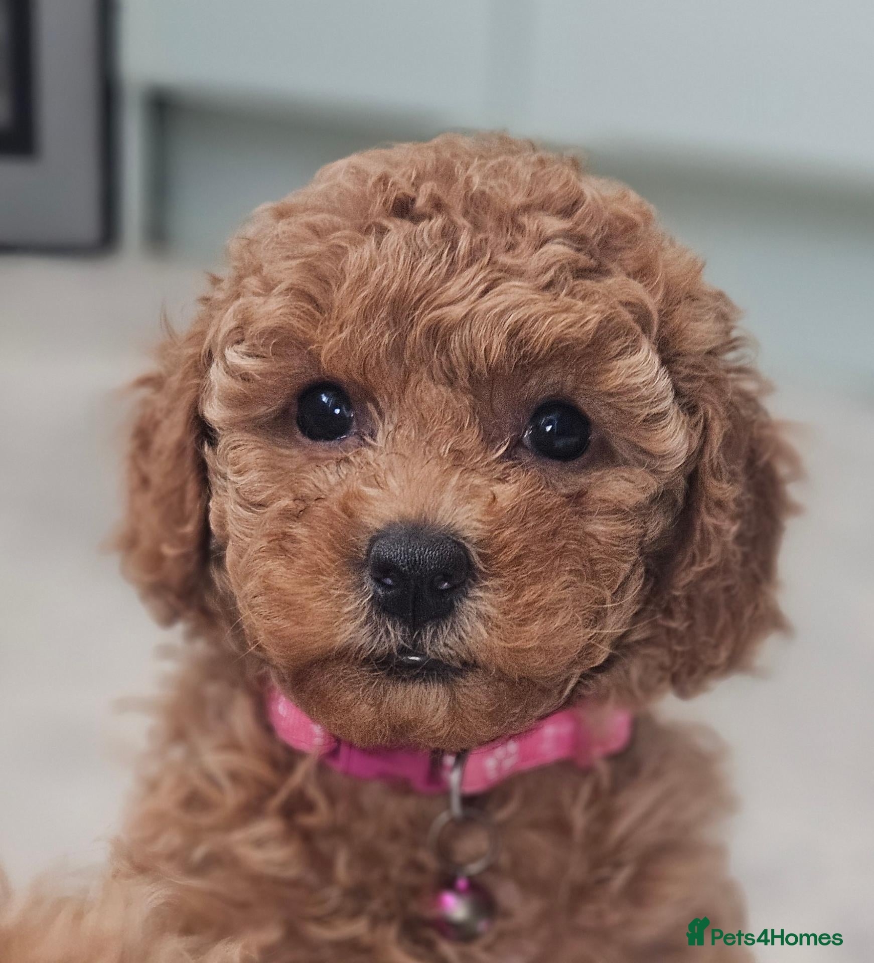 Toy Poodle dogs Licensed breeder kc toy poodle Girl available  - Advert 1