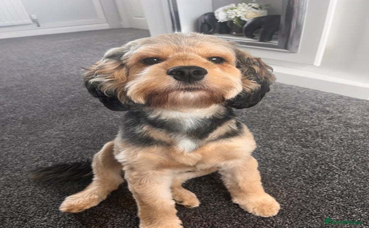 Cockapoo dogs - Advert 1