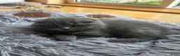 Scottish Fold cats for sale: Scottish kitten lilac blue, ready now, girl boy - Advert 1