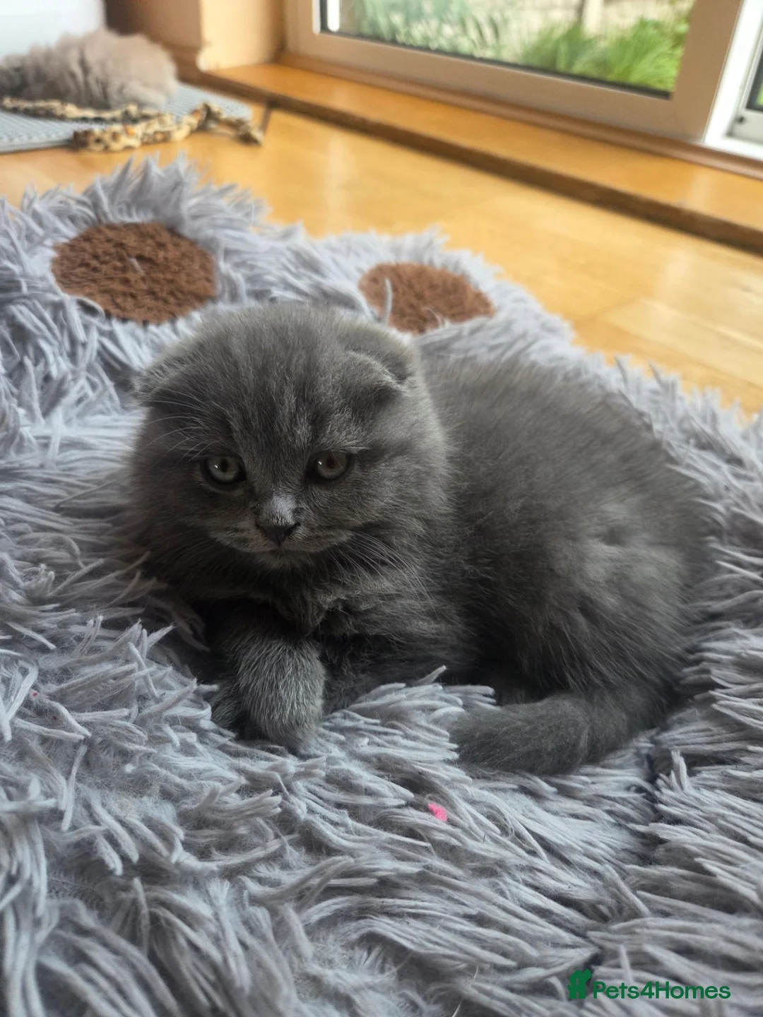 Scottish Fold cats for sale: Scottish kitten lilac blue, ready now, girl boy - Advert 1