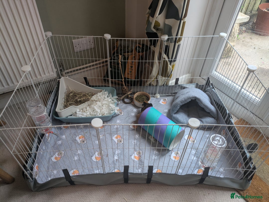 Guinea Pig rodents for sale: 2 male guinea pigs and cage + run+ accessories - Image 5