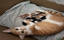 Domestic Shorthair cats for sale: Litter of 9 Beautiful Kittens - Image 6