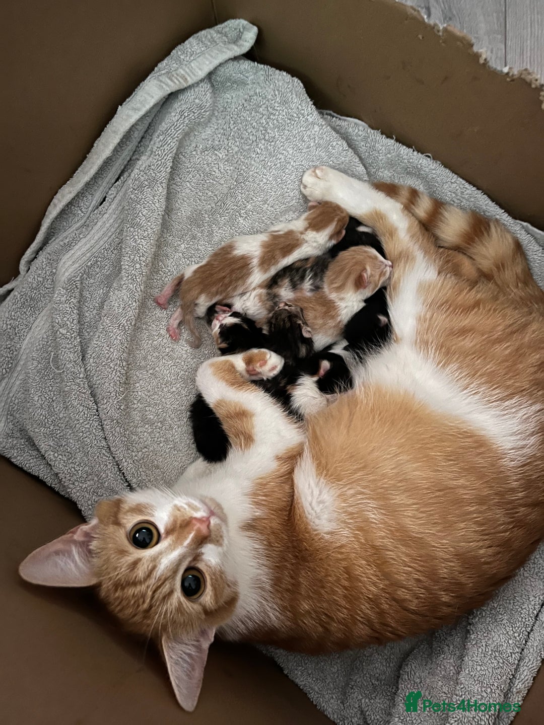 Domestic Shorthair cats for sale: Litter of 9 Beautiful Kittens - Image 6