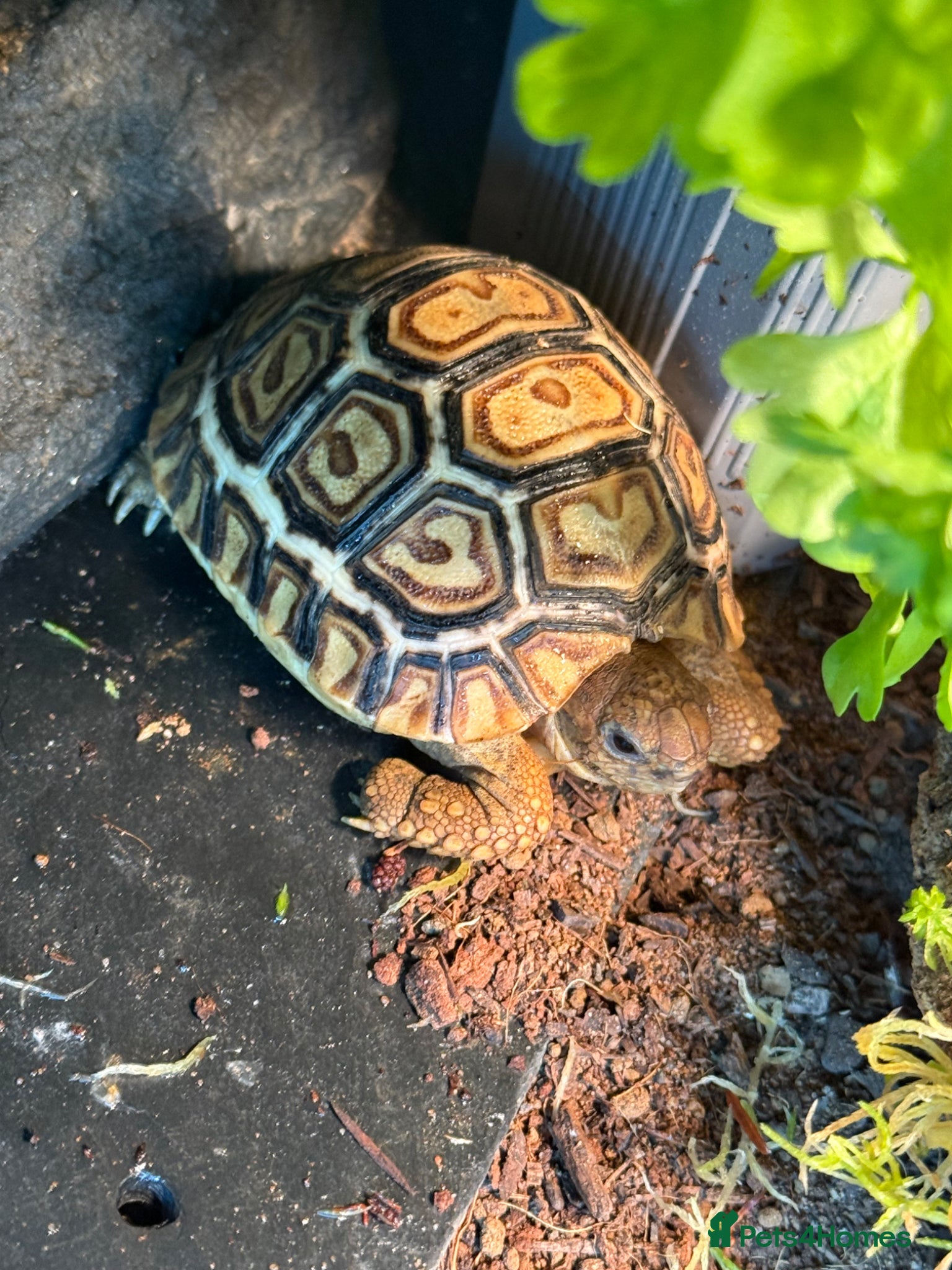 Tortoise reptiles Two Leopard Tortoise with setup - Advert 1