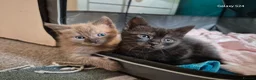 Mixed Breed cats for sale: Kittens 2 gorgeous girls  - Advert 4