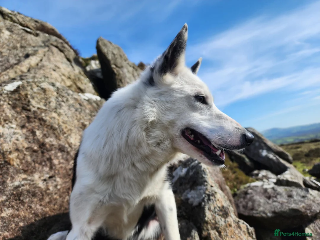 Border Collie dogs for sale: Stunning Border Collie Bitch – Lovely Nature - Advert 1