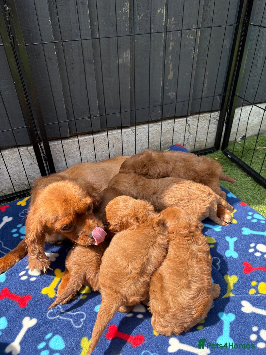Cavapoo dogs for sale: Only two Beautiful girls cavapoos available  - Image 12