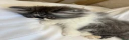 Exotic cats for sale: Exotic Persians  - Advert 3