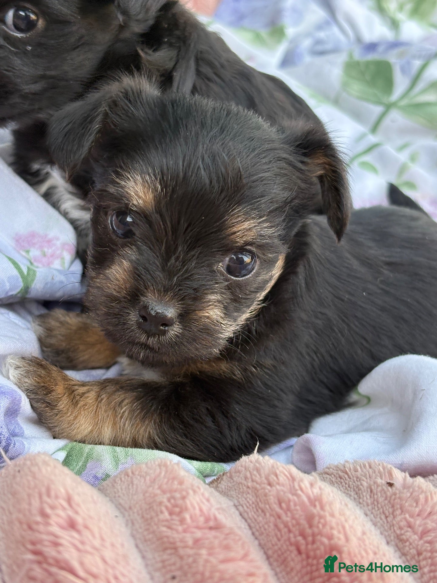 Yorkshire Terrier dogs Yorkshire terrier puppies - Advert 8
