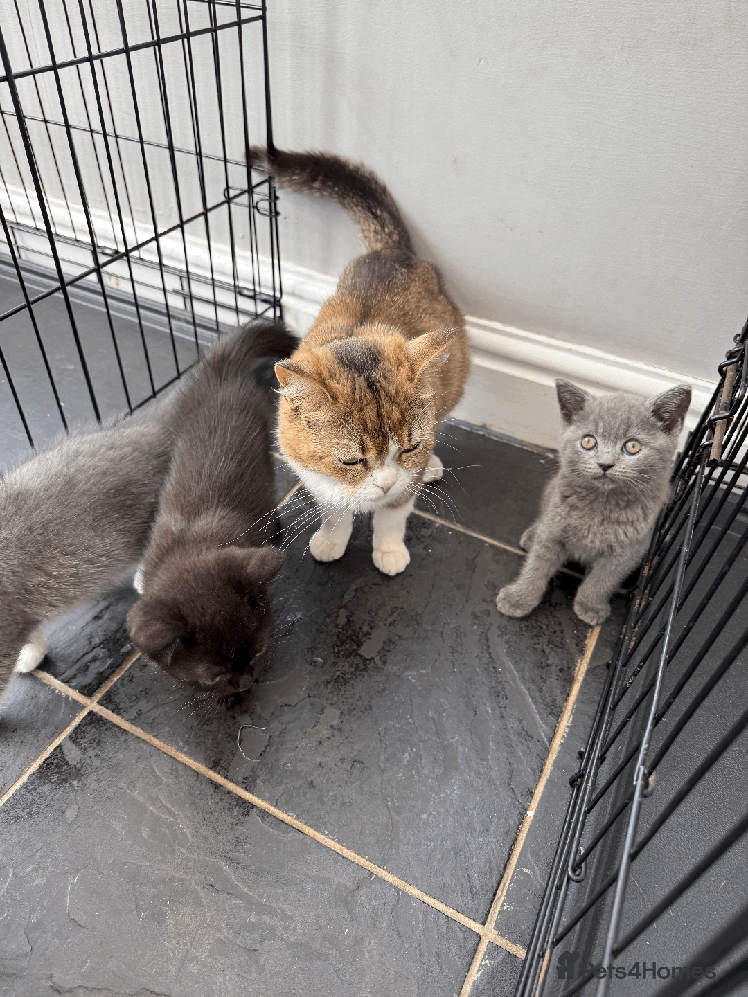 British Shorthair cats for sale: 4 british short Haired kittens for sale  - Image 16