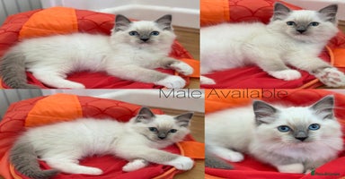 Ragdoll cats - Advert 1