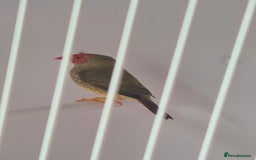 Canaries birds for sale: Canaries for sale beautiful markings  - Image 16