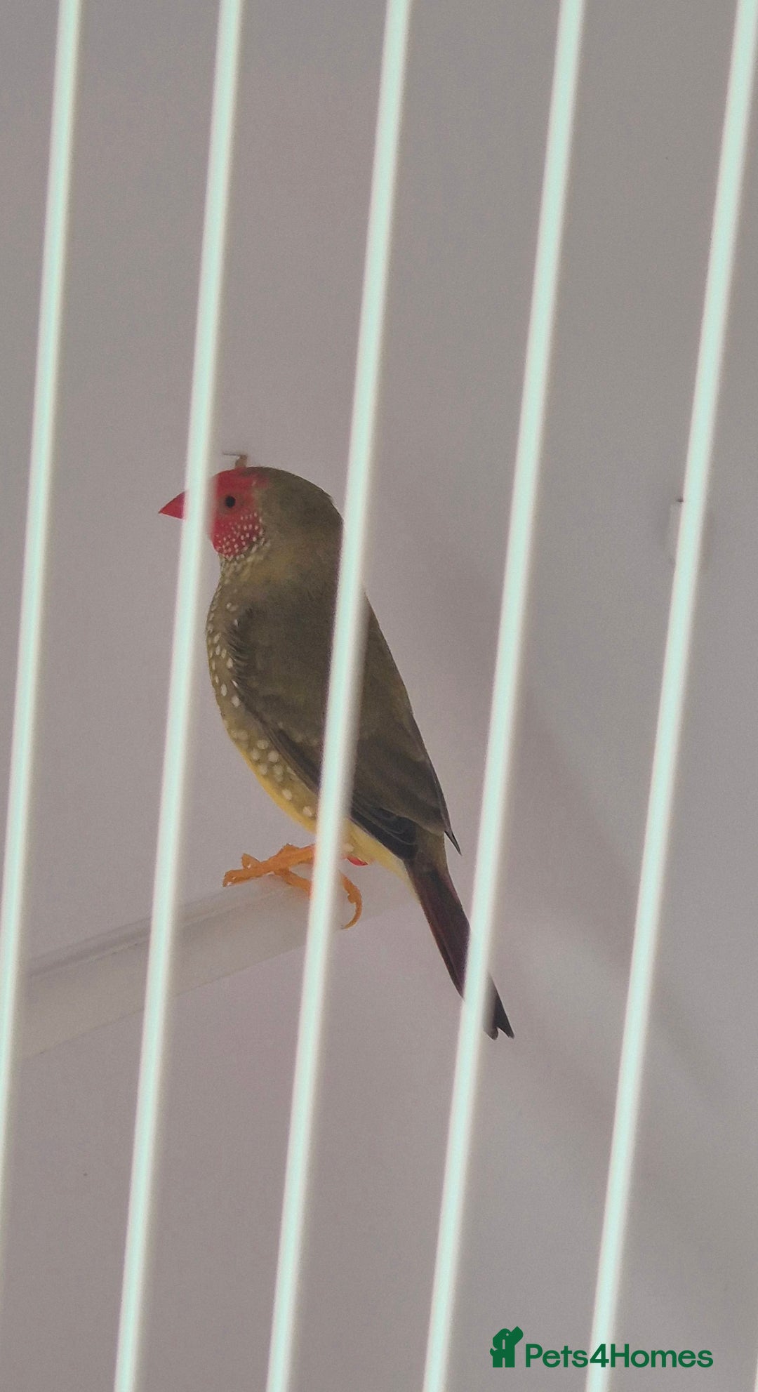 Canaries birds for sale: Canaries for sale beautiful markings  - Image 16