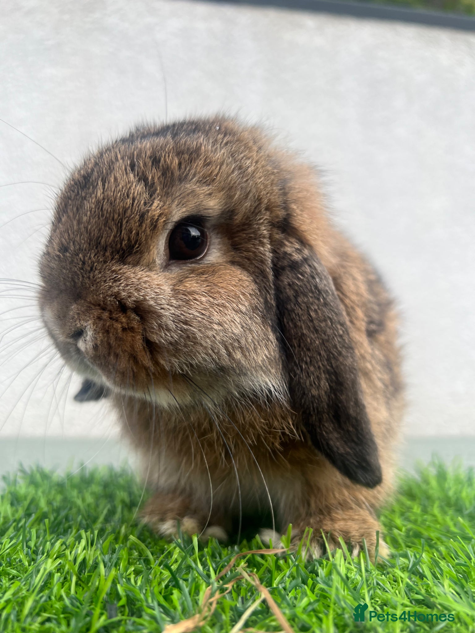 Mini Lop rabbits Mini lop lion heads and angora  - Advert 1