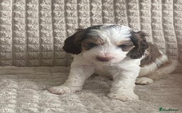 Cockapoo dogs for sale: Beautiful cockapoo puppies - Image 26