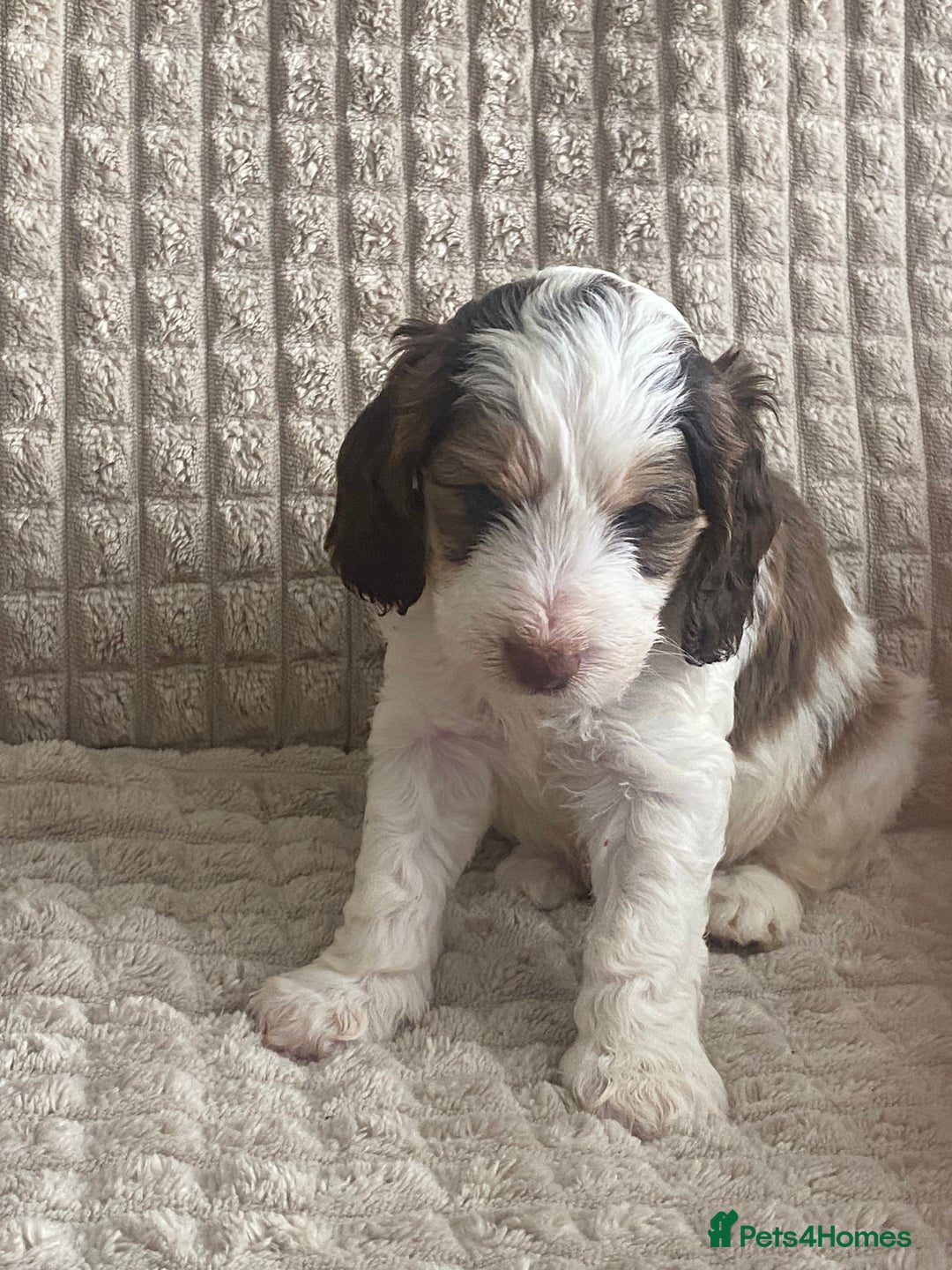 Cockapoo dogs for sale: Beautiful cockapoo puppies - Image 26