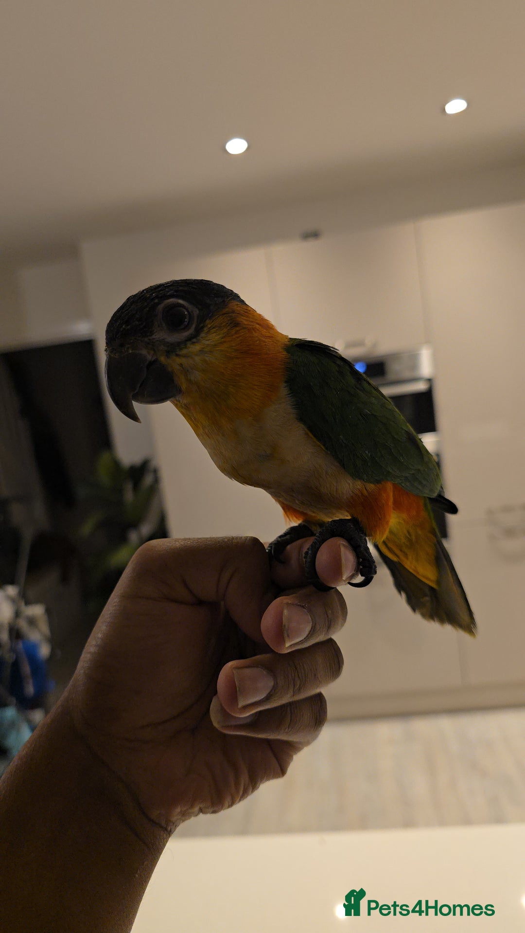 Parrots birds for sale: 🌟Black headed Caiques hand reared babies🌟 - Image 8